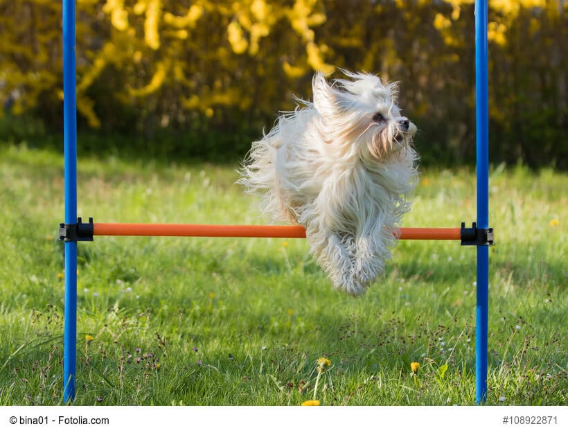 Ein Havaneser Hund springt über eine niedrige Hürde