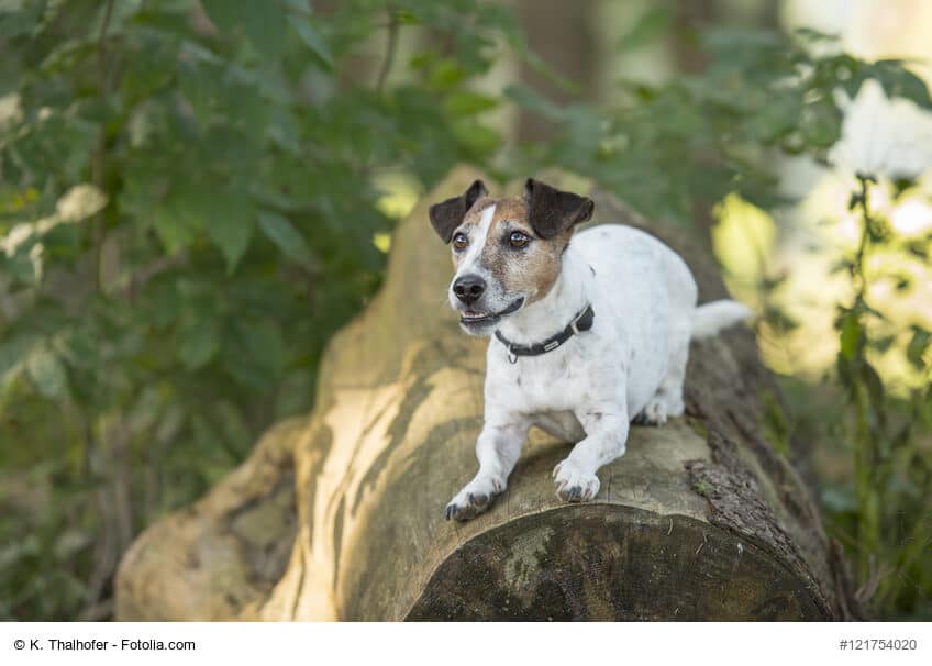 Jack Russel macht Platz auf einem Baumstamm