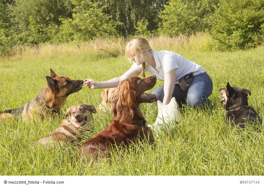 Hundetrainerin füttert Hunde, die um sie herum im Gras liegen