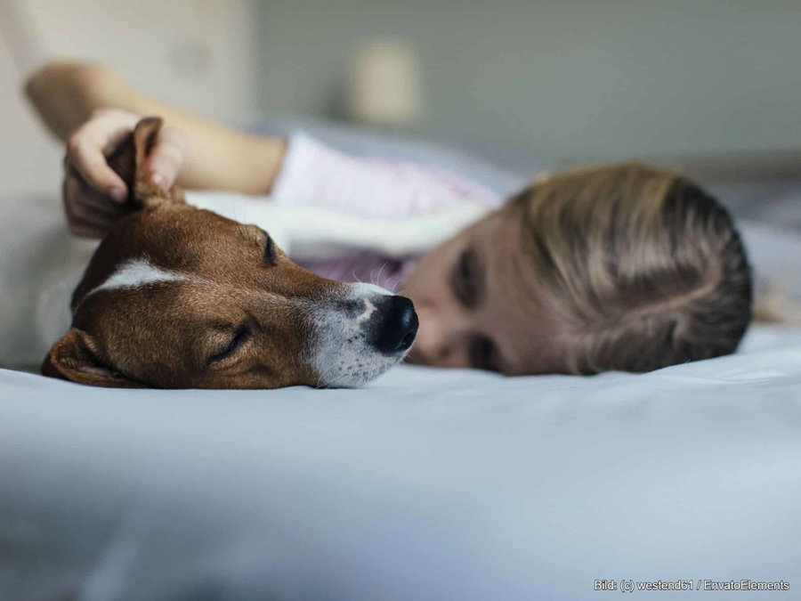Kaufratgeber: Das beste Hundebett für Menschen