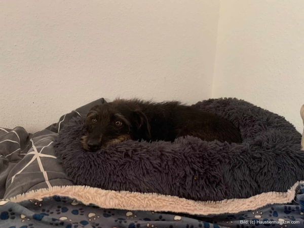 Kaufratgeber: Das beste kuschelige Hundebett