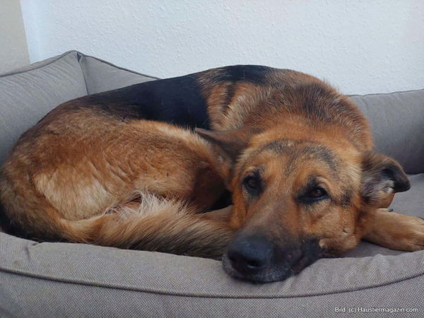 Anleitung & DIY Ideen: Hundebett selber bauen