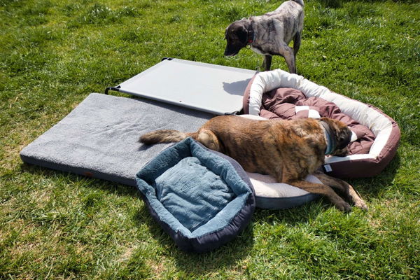 Kaufratgeber: Das beste Hundebett – unser großer Test
