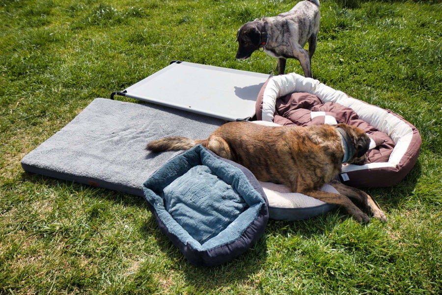 Kaufratgeber: Das beste Hundebett – unser großer Test