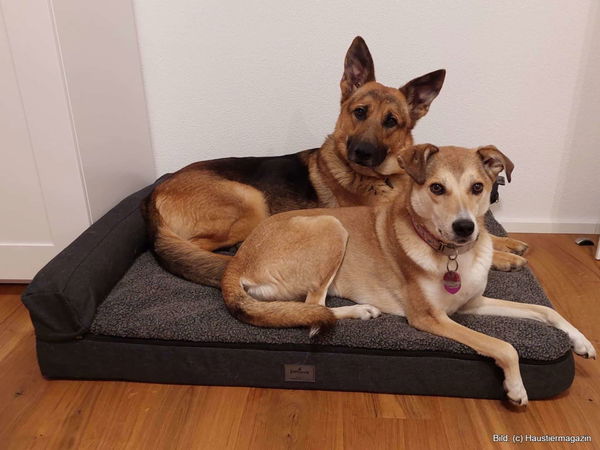 Wann ist ein Hundebett unzerstörbar? – Ein Kaufratgeber