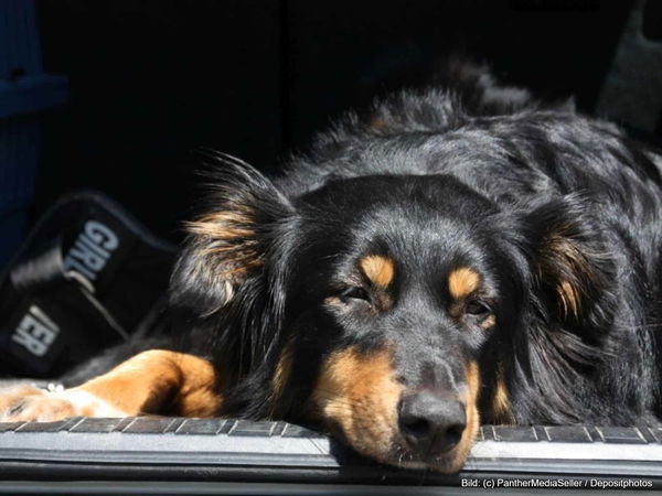 Kaufratgeber: Die beste Hundedecke für das Auto