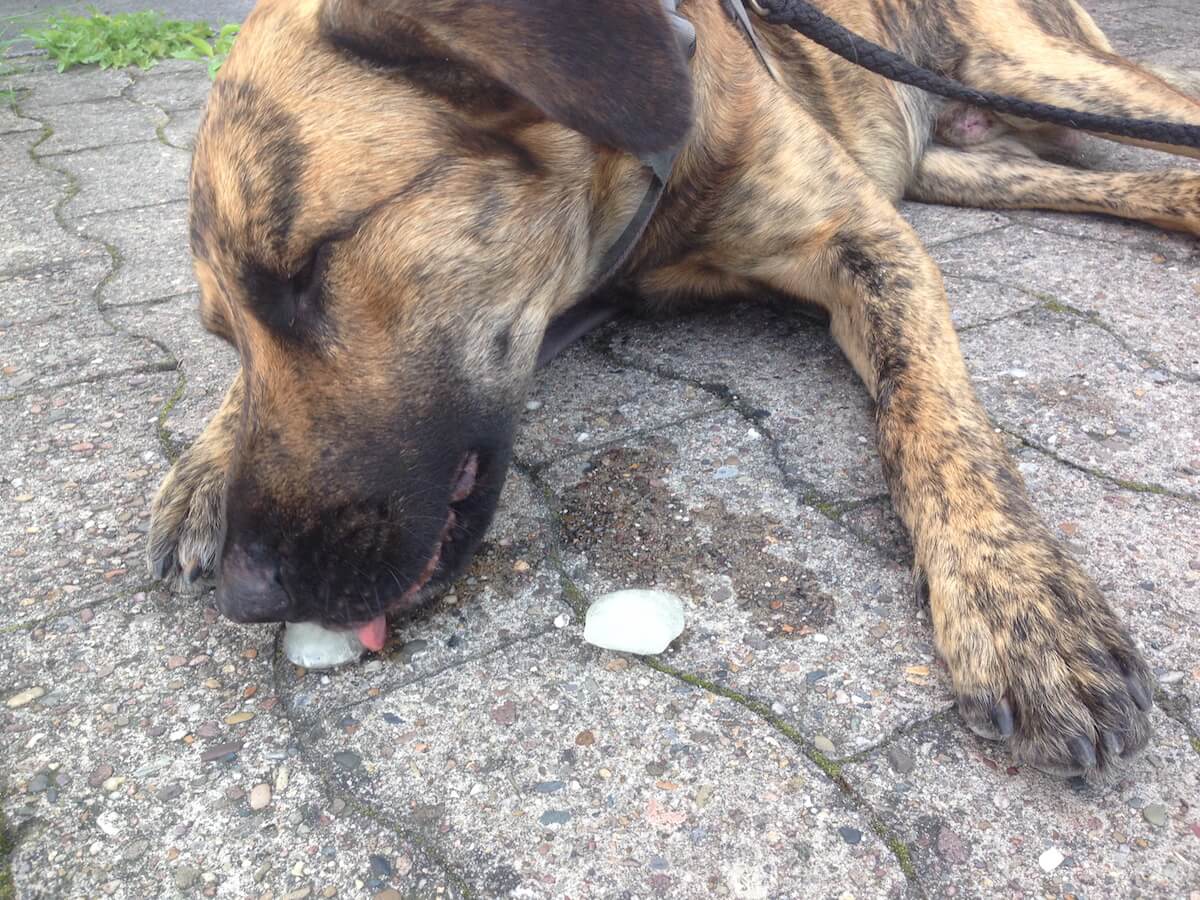 Ein Hund schlecht an zwei Eiswürfeln aus Hühnerbrühe