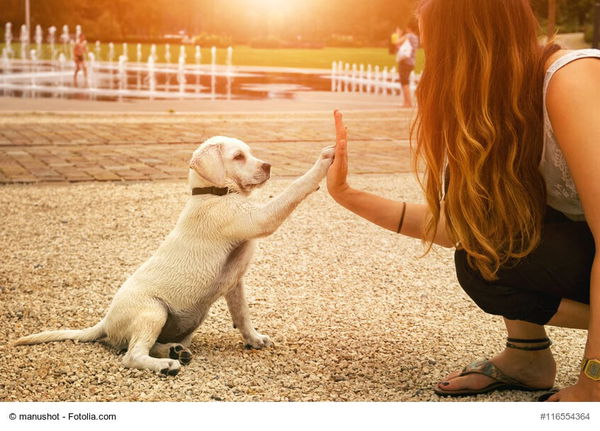 Die richtige Welpenerziehung - der Weg zum Traumhund