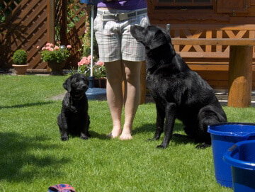 Neben einer Frau sitzen ein großer schwarzer und ein kleiner schwarzer Hund und schauen sie aufmerksam an