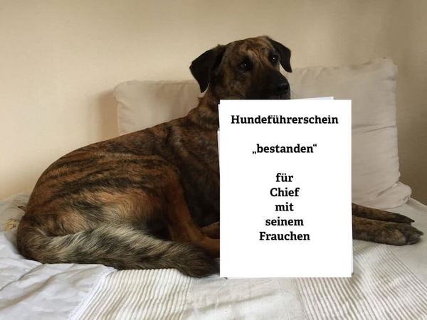 Was ist eigentlich ein Hundeführerschein?