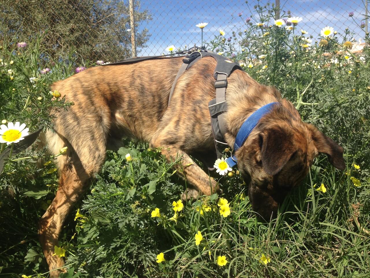 Ein Hund mit einem blauen Halsband und grauen Brustgeschirr von Ruffwear schnüffelt in einer Wiese an Blumen