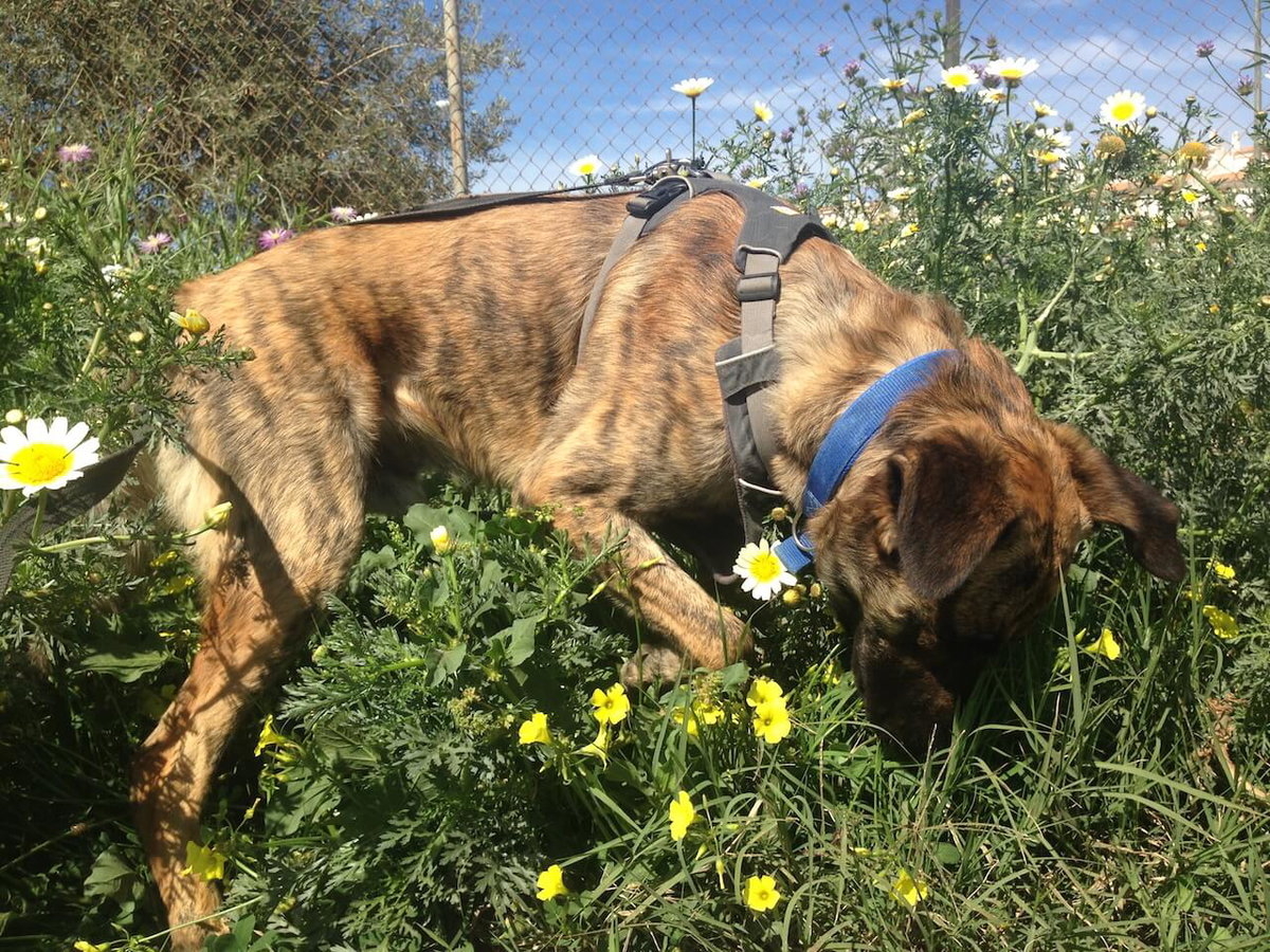 Ein Hund mit einem blauen Halsband und grauen Brustgeschirr von Ruffwear schnüffelt in einer Wiese an Blumen