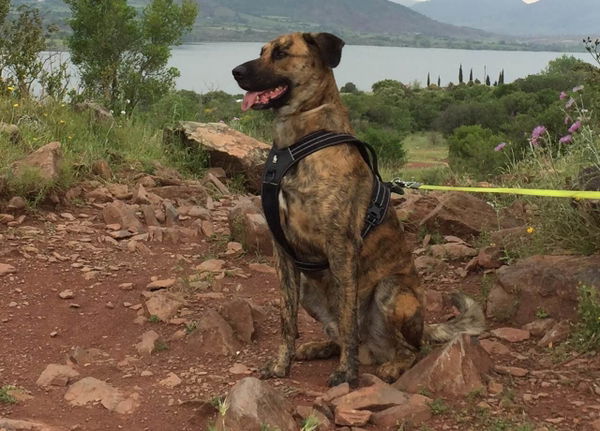 Hundegeschirre und ihre Verwendung