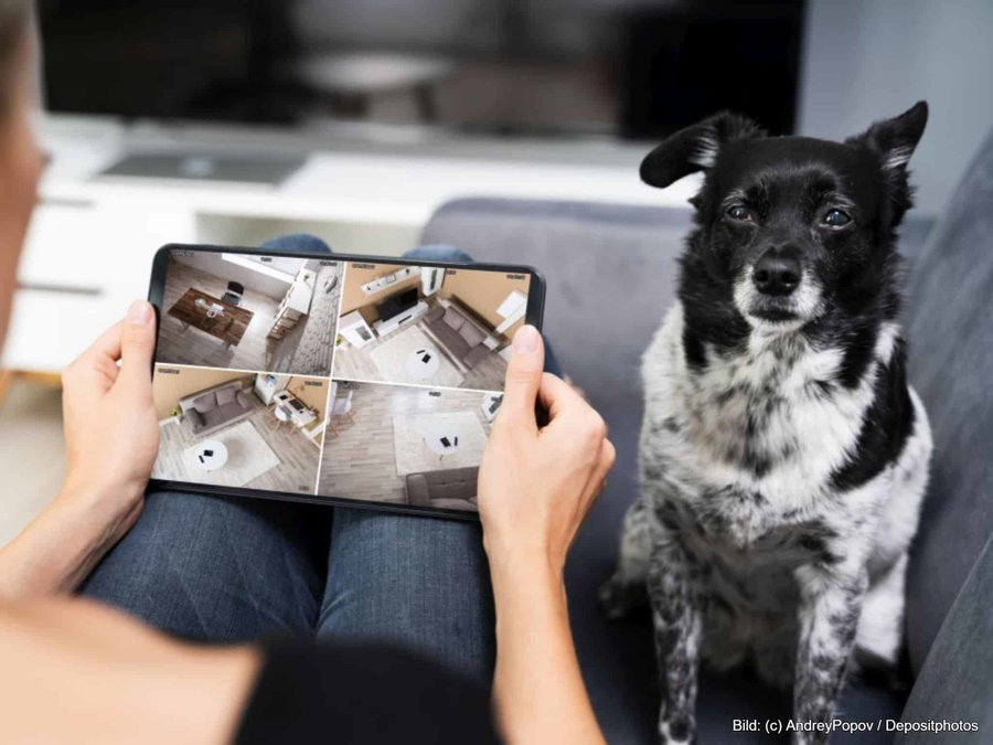 Kaufratgeber: Die beste Hundekamera