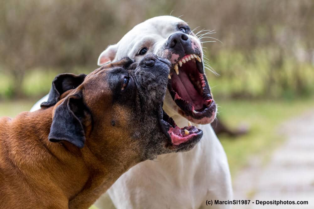 Zwei Hunde reissen beim Spielen die Mäuler auf und man sieht ihr beeindruckendes Gebiss