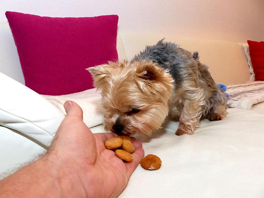 Hundekekse selber backen
