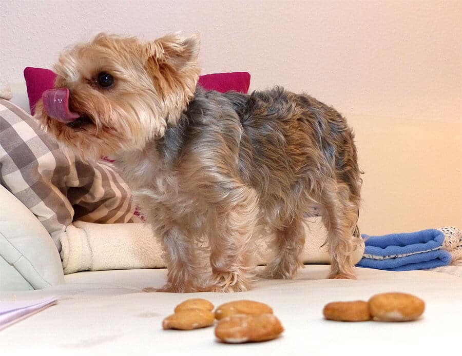 Ein Yorkshire Terrier schleckt sich das Maul vor ihm liegen Kekse