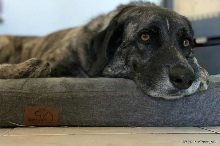 Kaufratgeber: Das beste Hundekissen XXL
