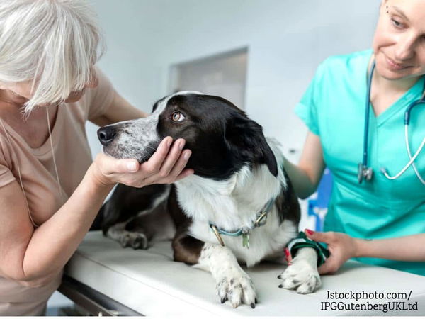 Wie funktioniert eine Hundekrankenversicherung?