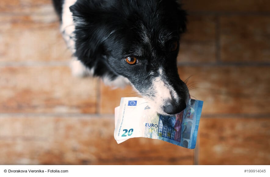 Ein Bordercollie hält 20-Euro-Scheine im Maul und blickt von unten in die Kamera. Beschriftung lautet: Die Anschaffungskosten für einen Hund können stark variieren.