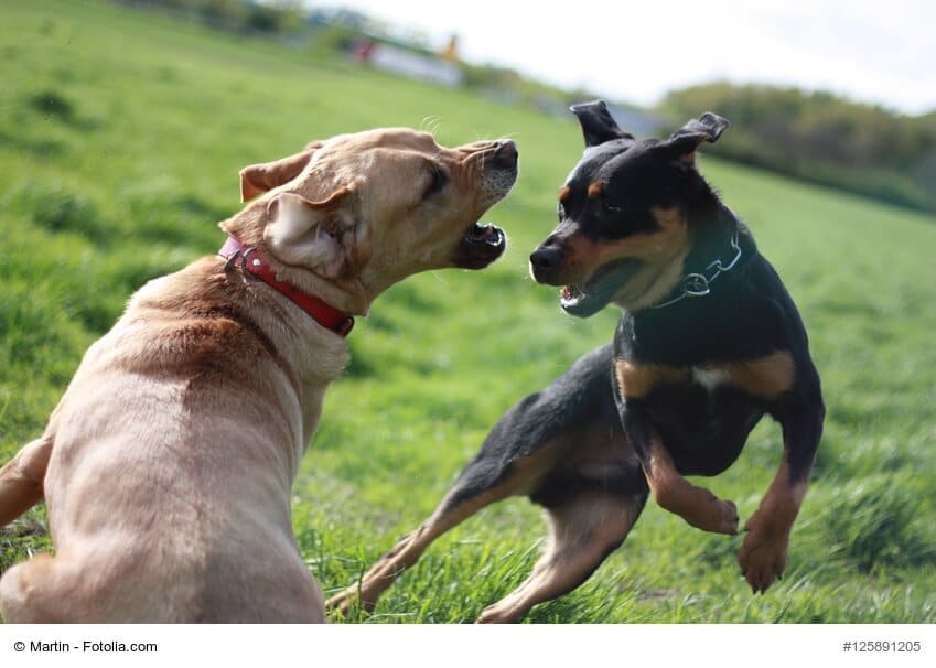 Hundesprache - so kommuniziert dein Hund mit dir