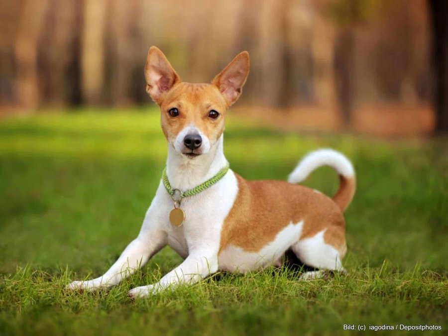 Kaufratgeber: Die beste Hundemarke mit Gravur