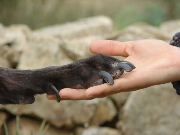 Abschied nehmen vom geliebten Hund