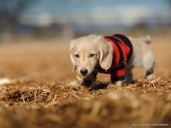 Der beste Hundepullover, um deinen Vierbeiner warmzuhalten. Ein Kaufratgeber.