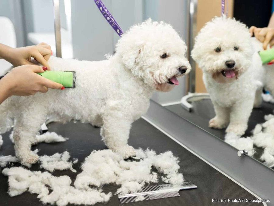 Kaufratgeber: Die beste Hundeschermaschine