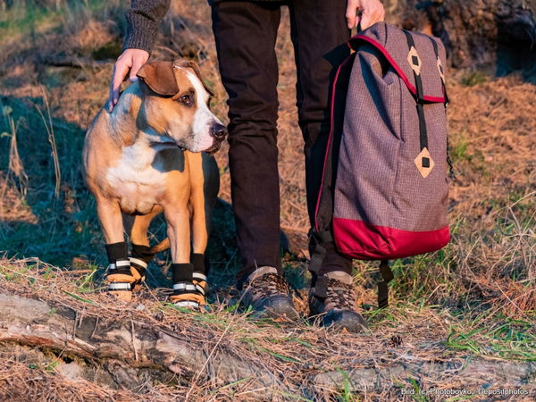 Kaufratgeber: Die besten Hundeschuhe als Pfotenschutz