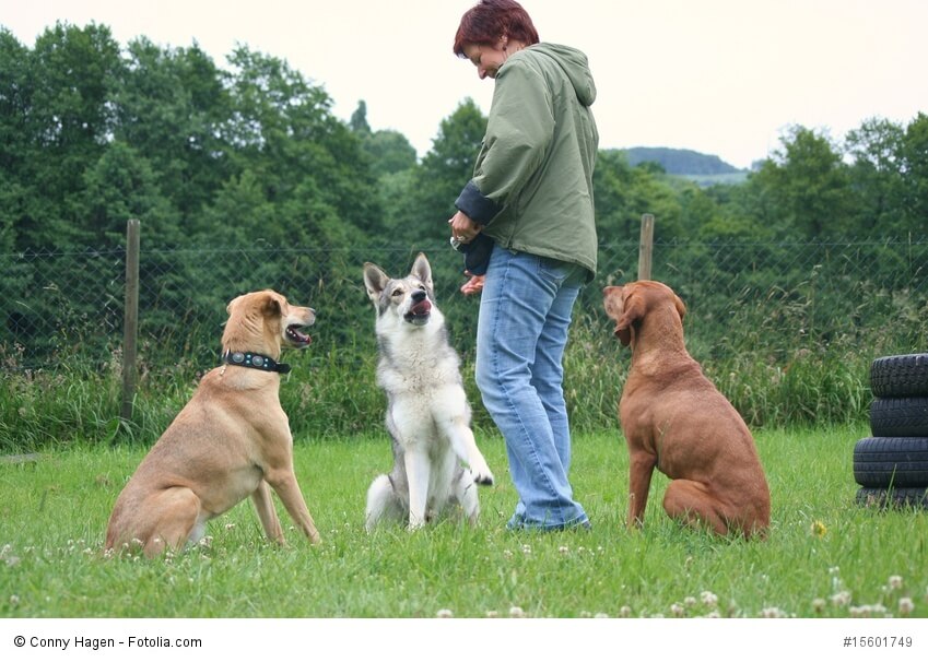 Um einen Hundetrainer sitzen aufmerksam drei Hunde