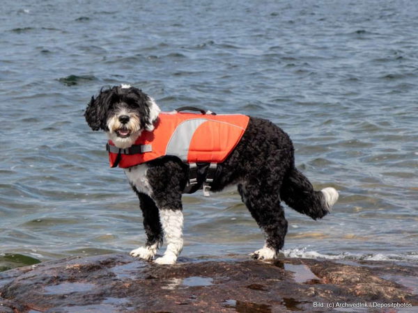 Kaufratgeber: Die beste Hundeschwimmweste