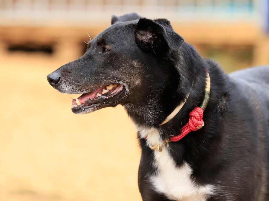 Das richtige Futter für ältere Hunde – auf diese Regeln gilt es zu achten
