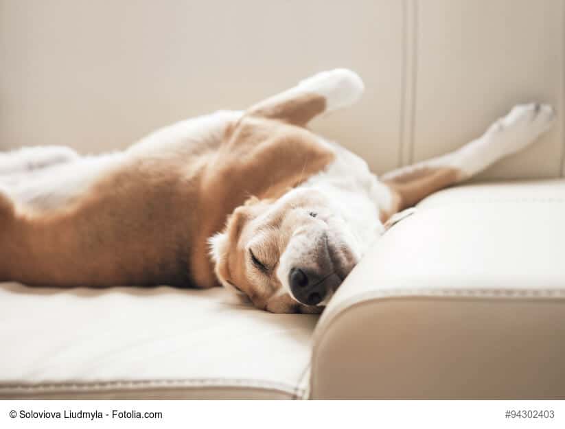Warum liegen Hunde so gerne auf dem Sofa?