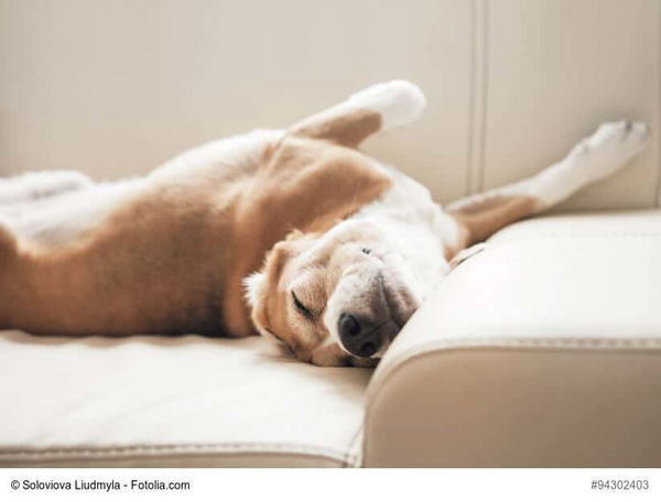 Warum liegen Hunde so gerne auf dem Sofa?