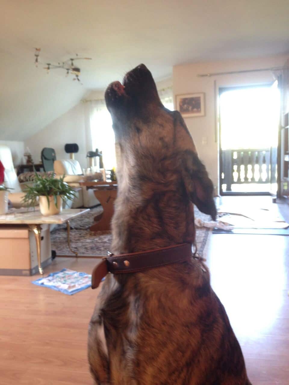 Hund streckt Kopf hoch und heult