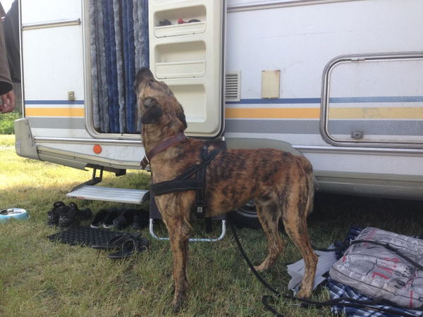 Warum heulen Hunde?