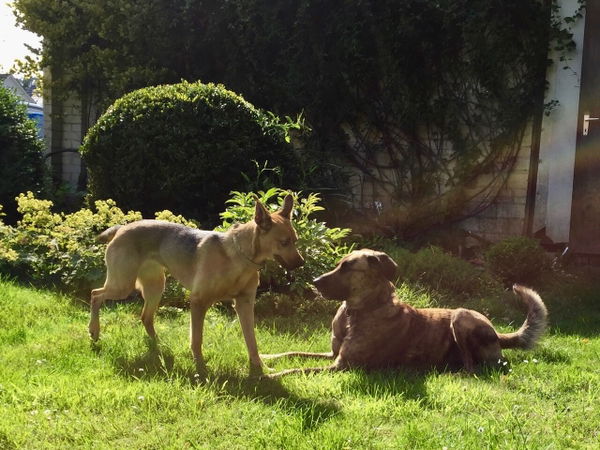 Dein Hund spricht auch ohne Laute mit dir - die Körpersprache des Hundes