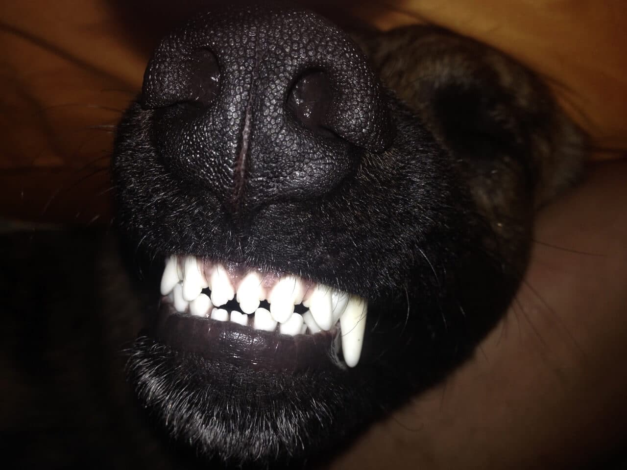 Nahaufnahme von den Zähnen eines Hundes, der auf dem Rücken liegt