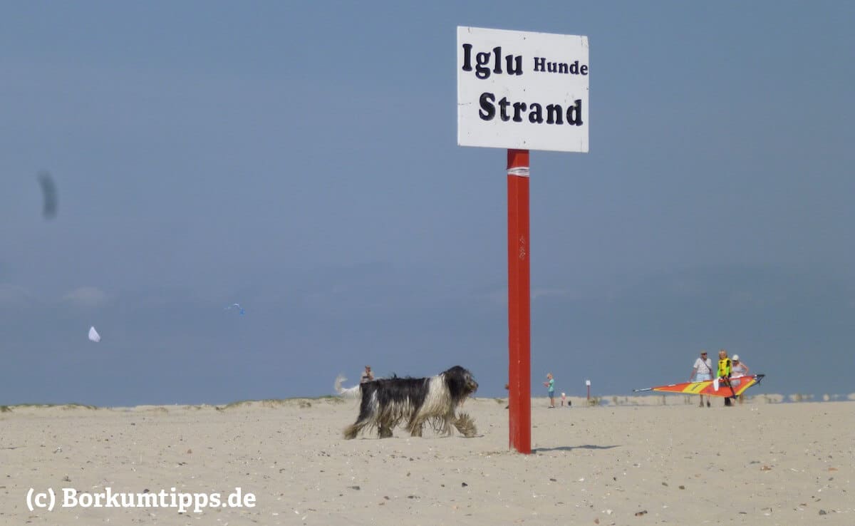Ein Hund neben einem Schild "Hundestrand Borkum" am Strand