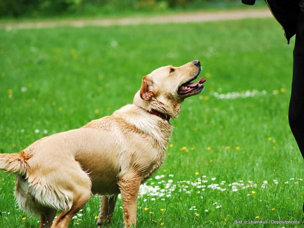 Kaufratgeber: Die beste Futtertube für Hunde