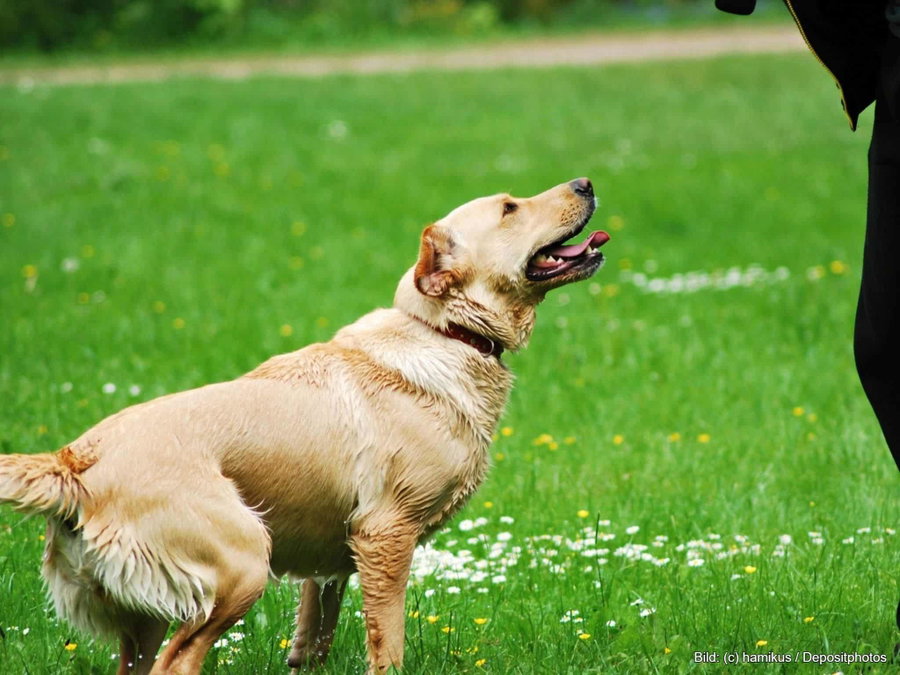 Kaufratgeber: Die beste Futtertube für Hunde