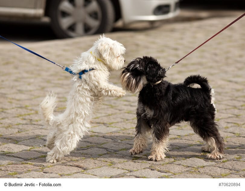 Zwei Hunde an der Leine beschnüffeln sich aufgeregt