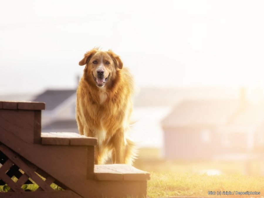 Kaufratgeber: Die beste Hundetreppe