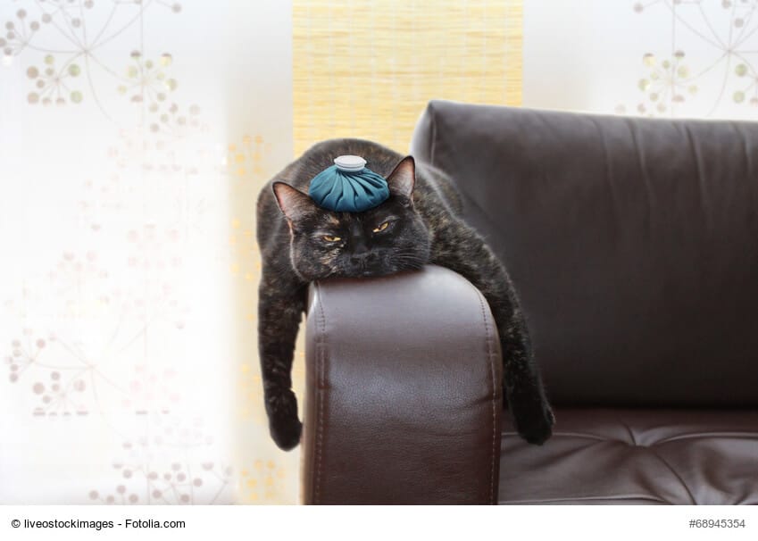 Infektionskrankheiten bei Katzen erkennen