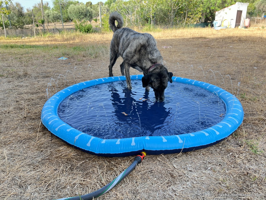 Dieses Produkt kaufen gerade alle bei Amazon. Dein Hund wird es lieben!