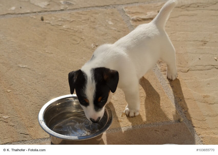 Jack Russell Terrier Welpe trinkt Wasser