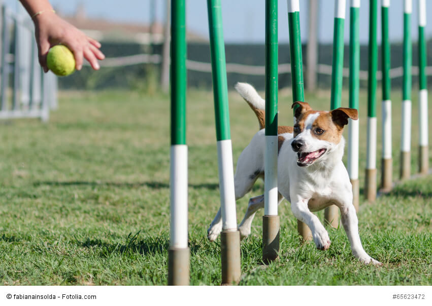 Agility ist eine super Auslastung für einen Jack Russell Terrier