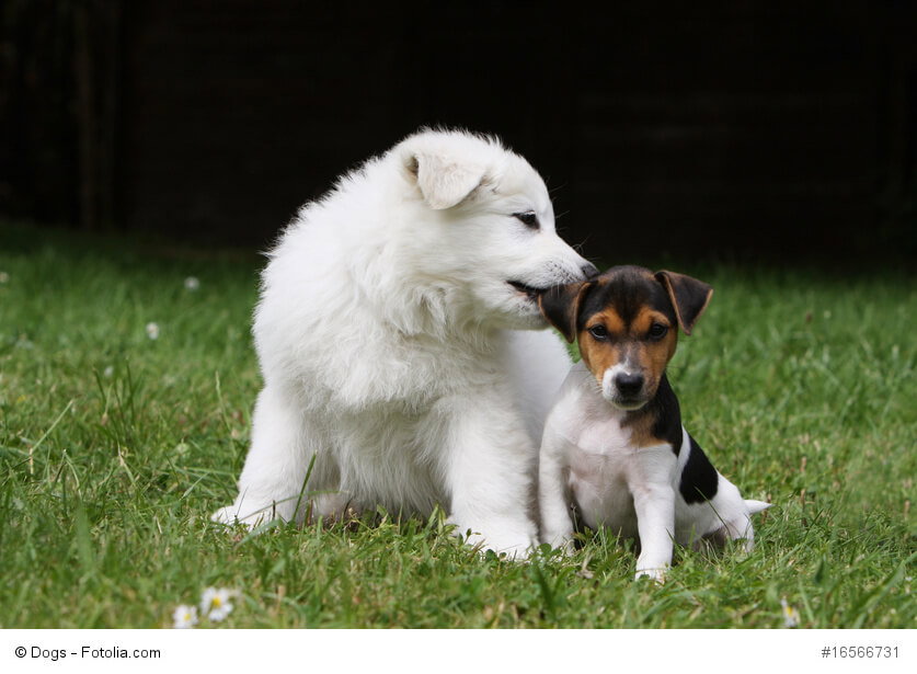 Ein Berger Blanc und ein Jack Russell Terrier