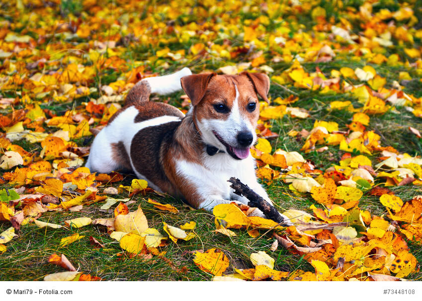 Jack Russell Terrier wollen gefordert werden.